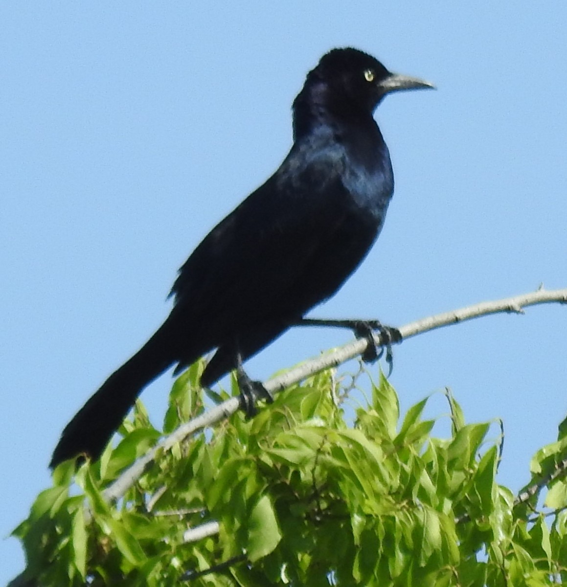 Boat-tailed Grackle - ML620237952