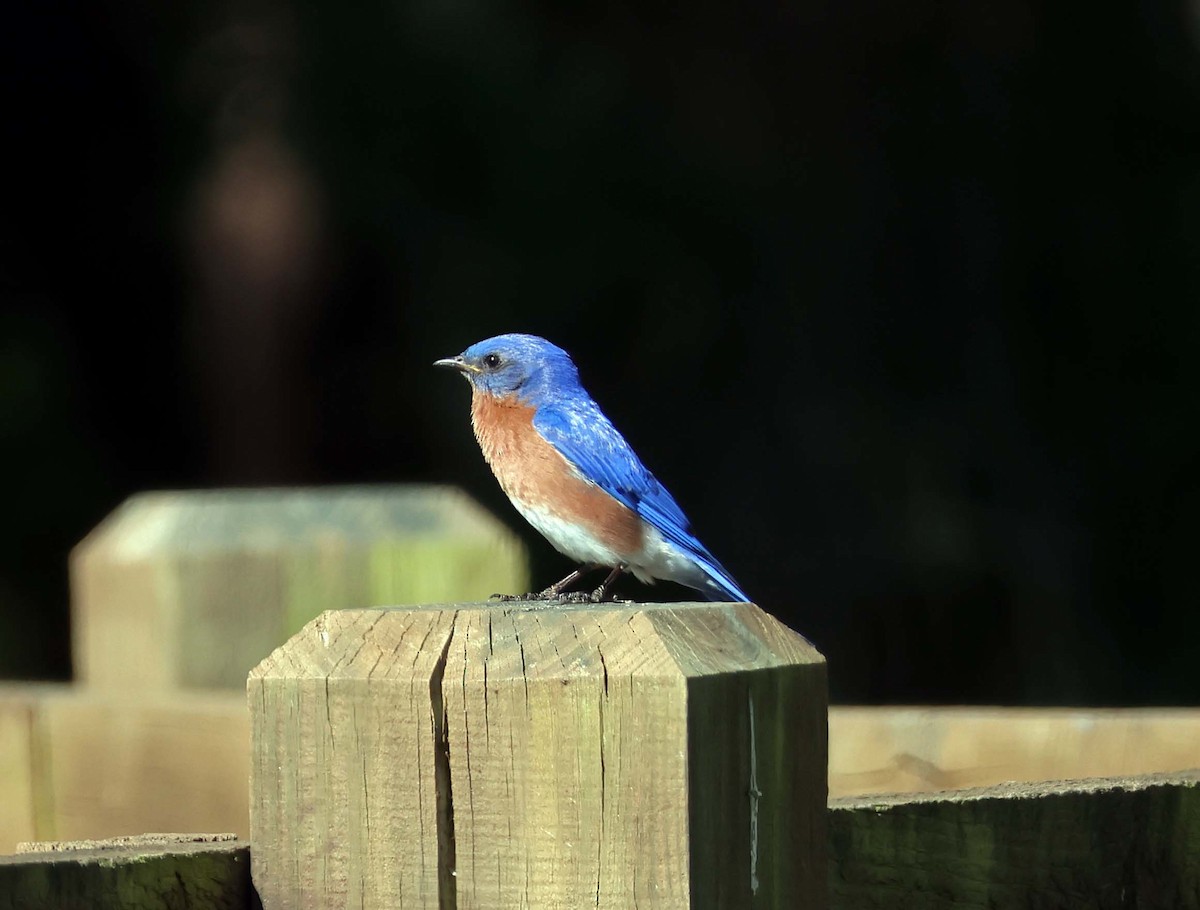 Eastern Bluebird - ML620237963