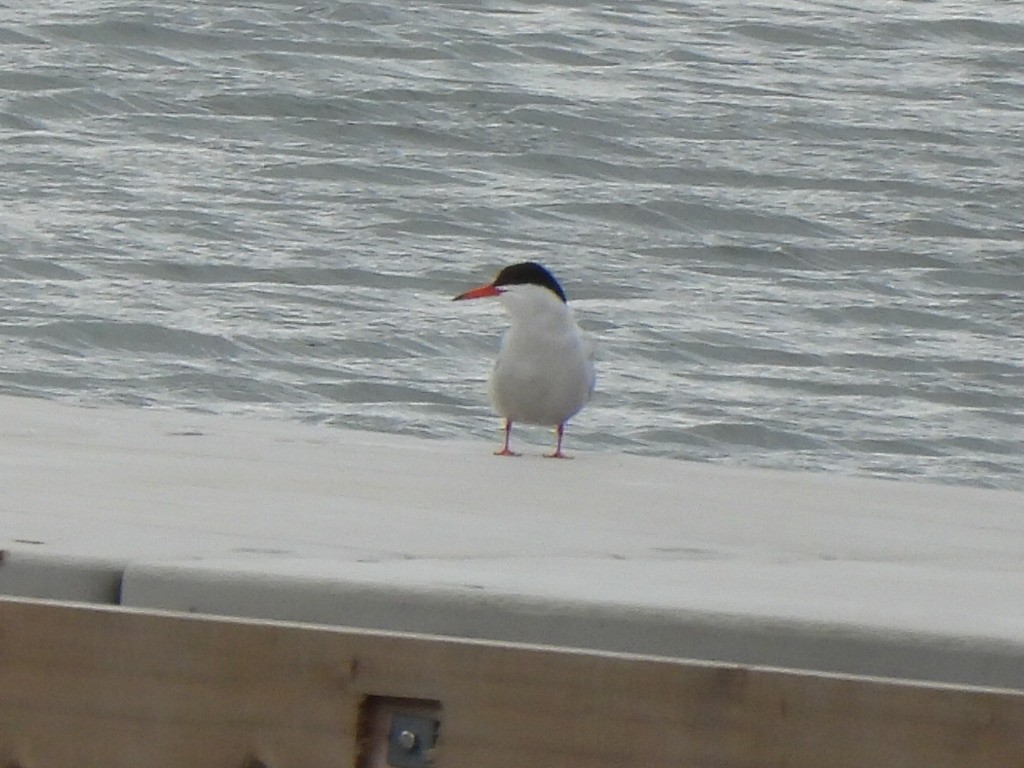 Common Tern - ML620237965