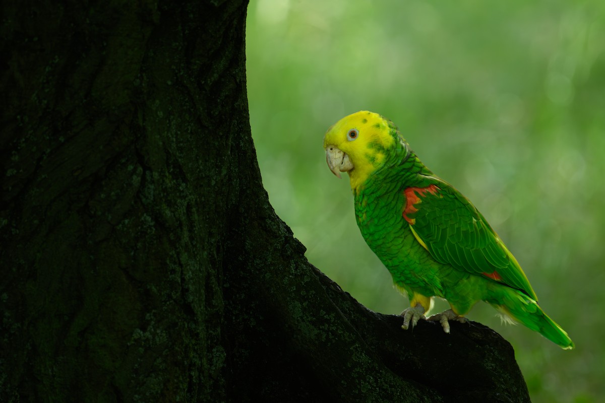 Yellow-headed Parrot - ML620237966