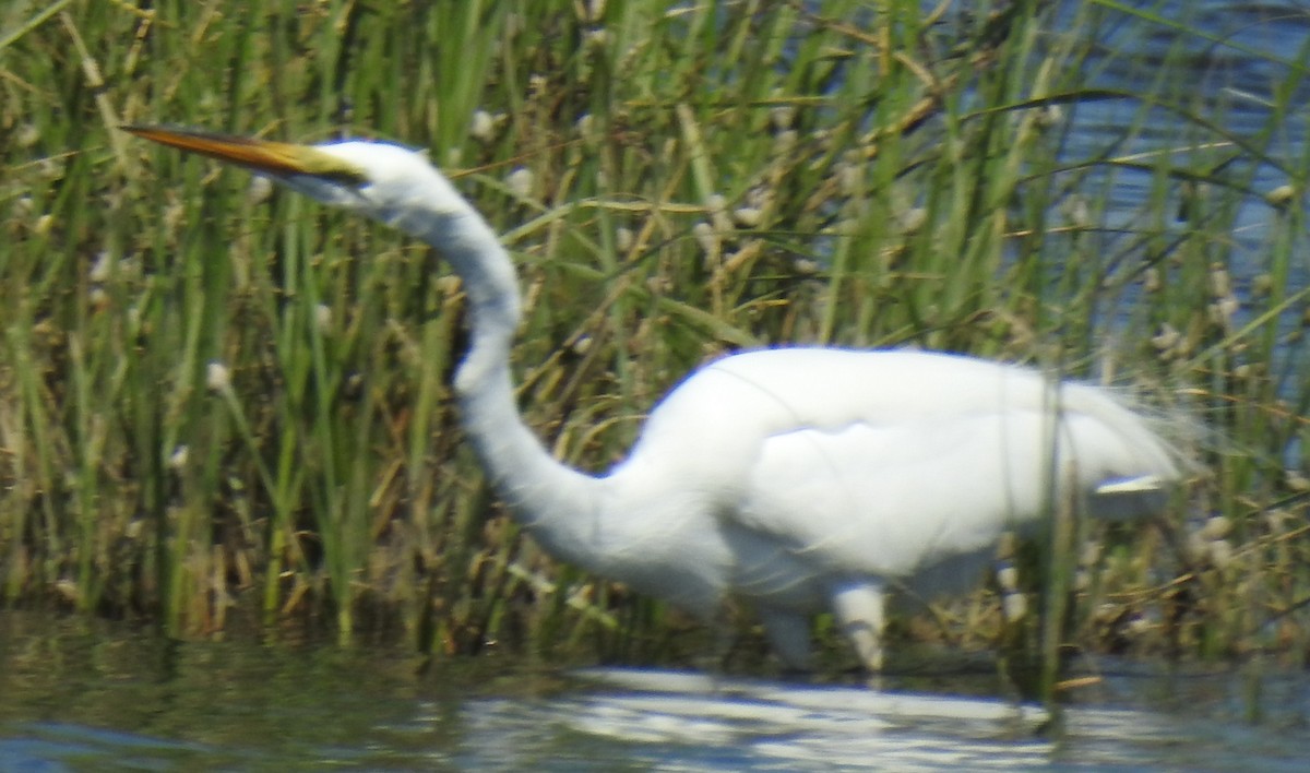 Great Egret - ML620237967