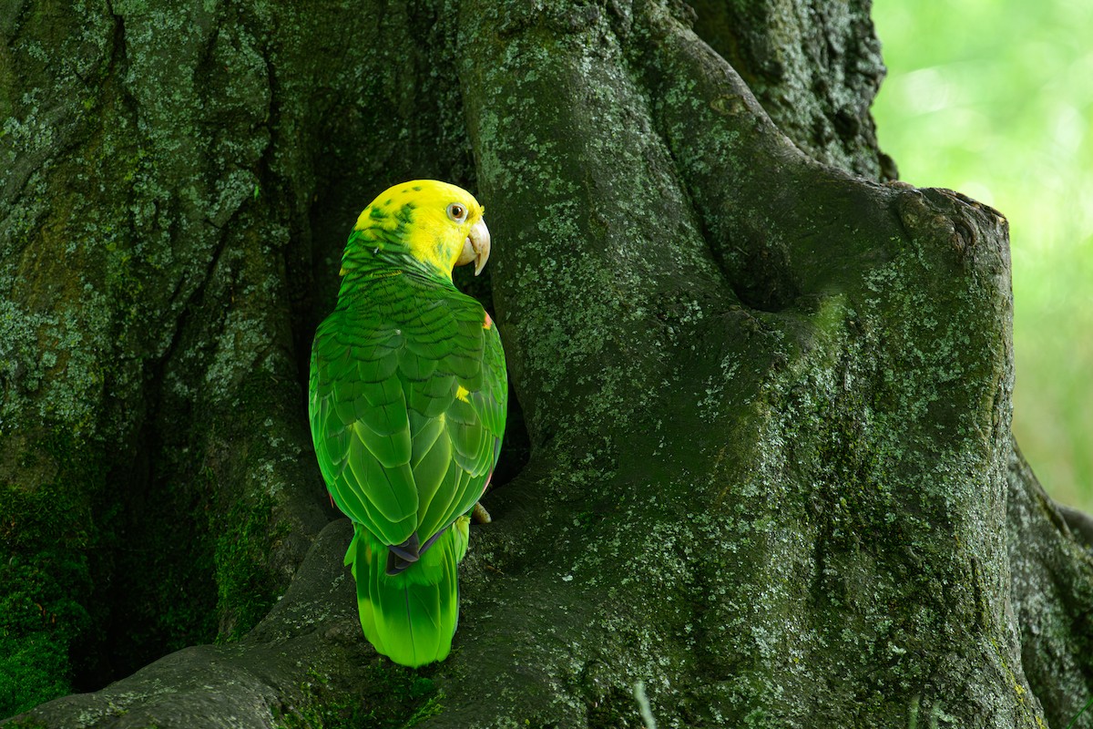 Yellow-headed Parrot - ML620237971
