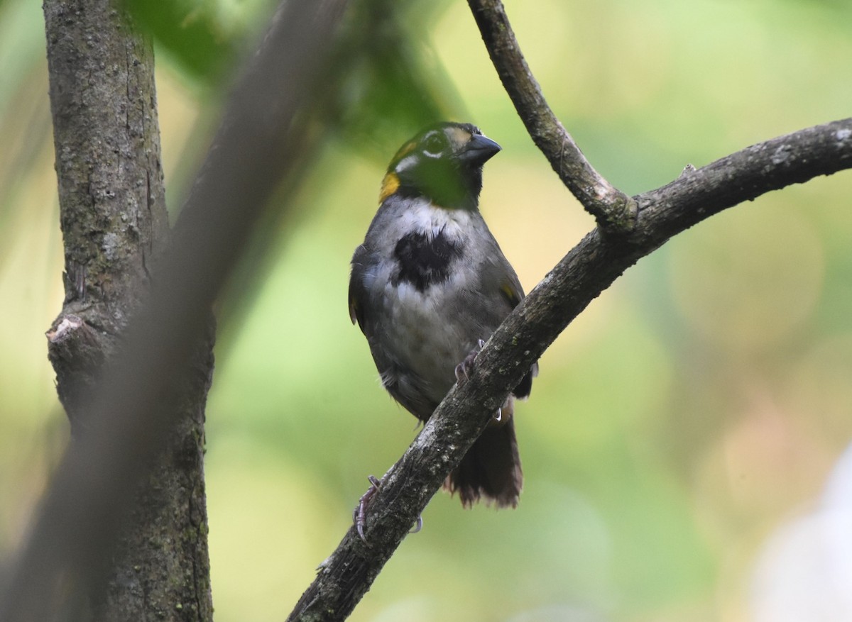 White-eared Ground-Sparrow - ML620237982