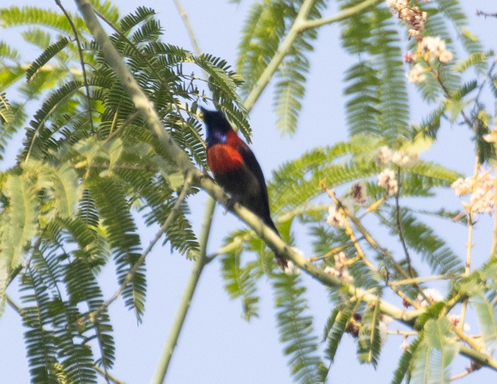 Black-throated Sunbird - ML620237989