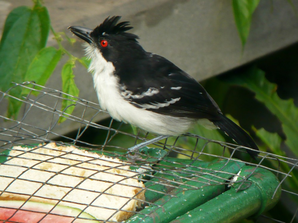 Great Antshrike - ML620237991