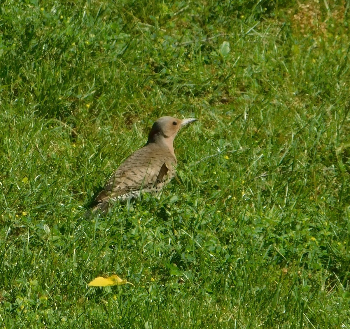 Northern Flicker (Yellow-shafted) - ML620237992