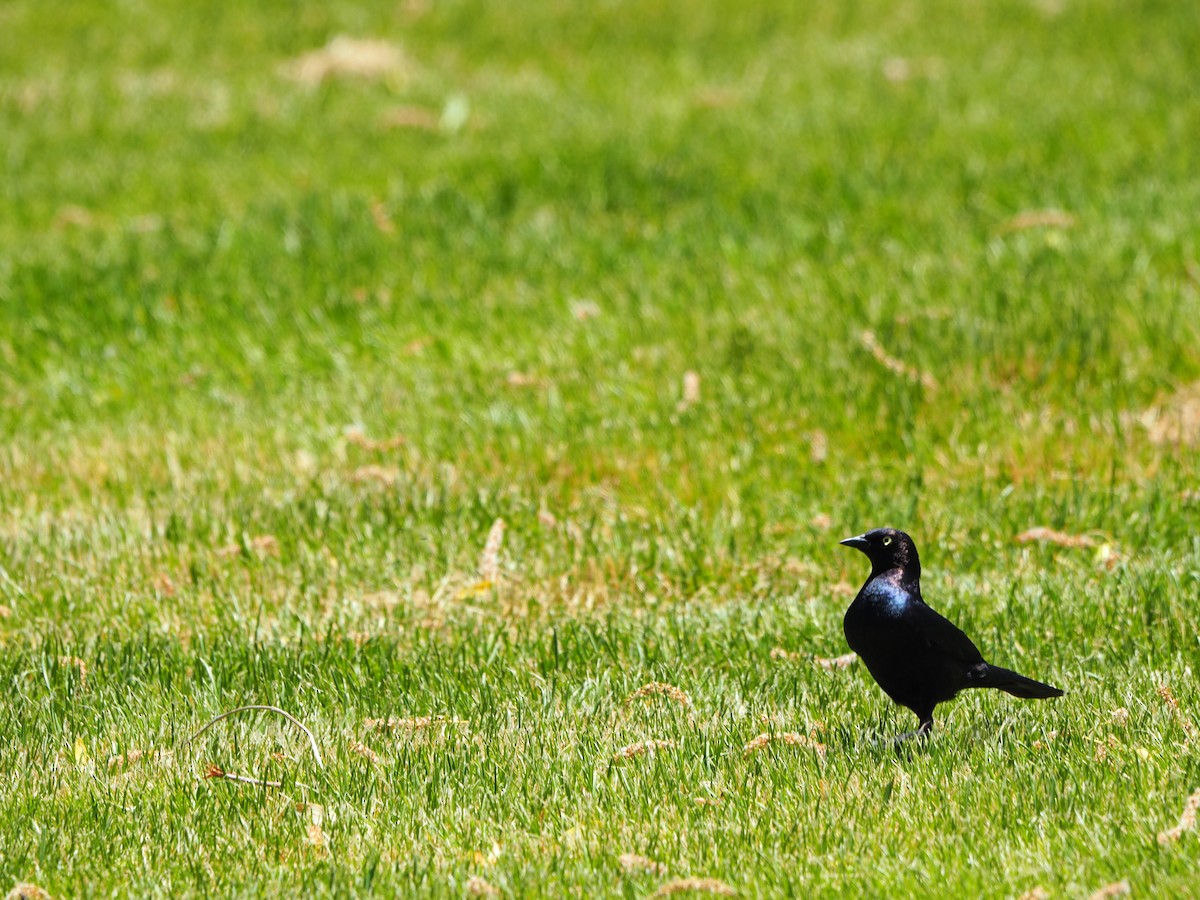 Brewer's Blackbird - ML620237993