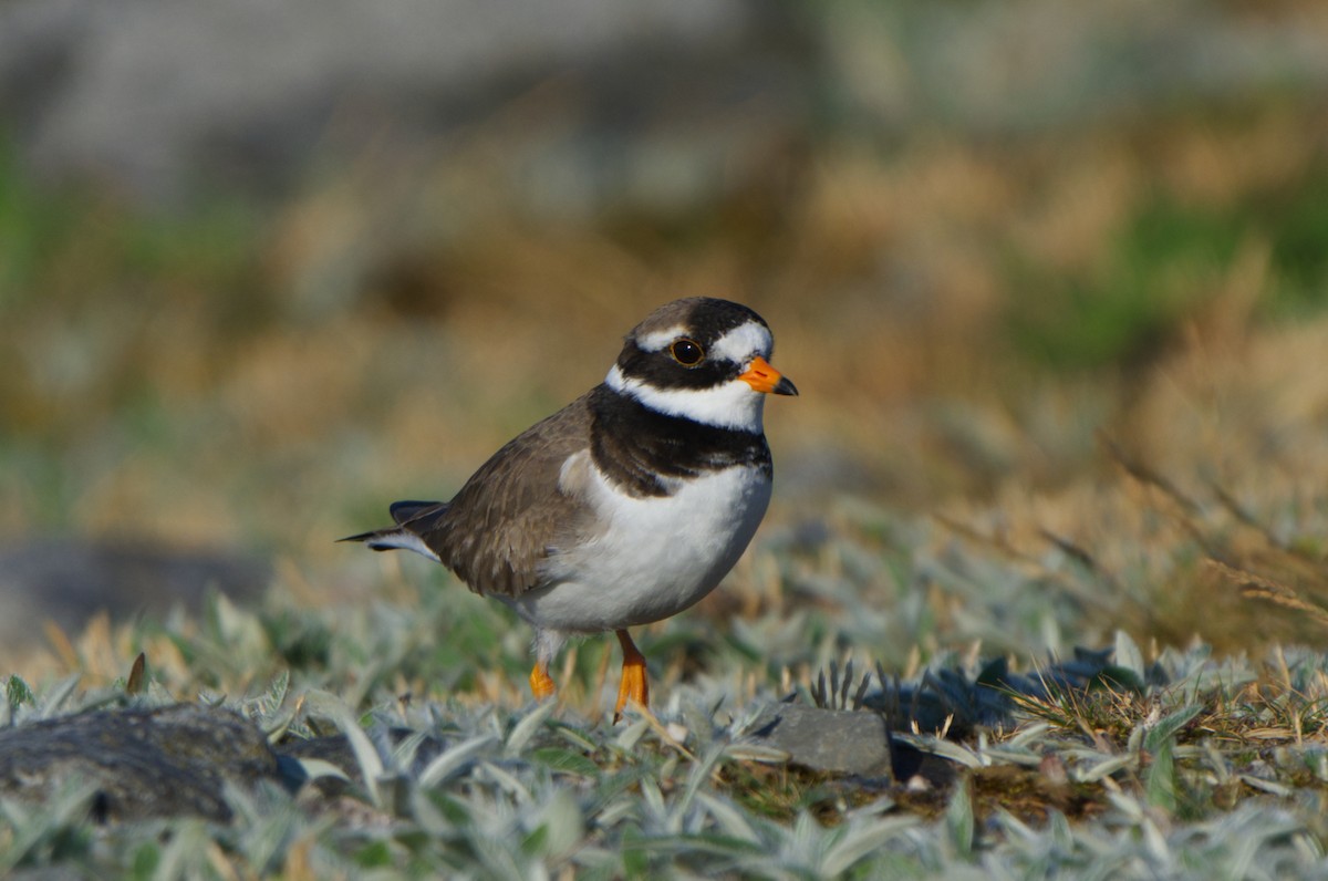 Common Ringed Plover - ML620237995