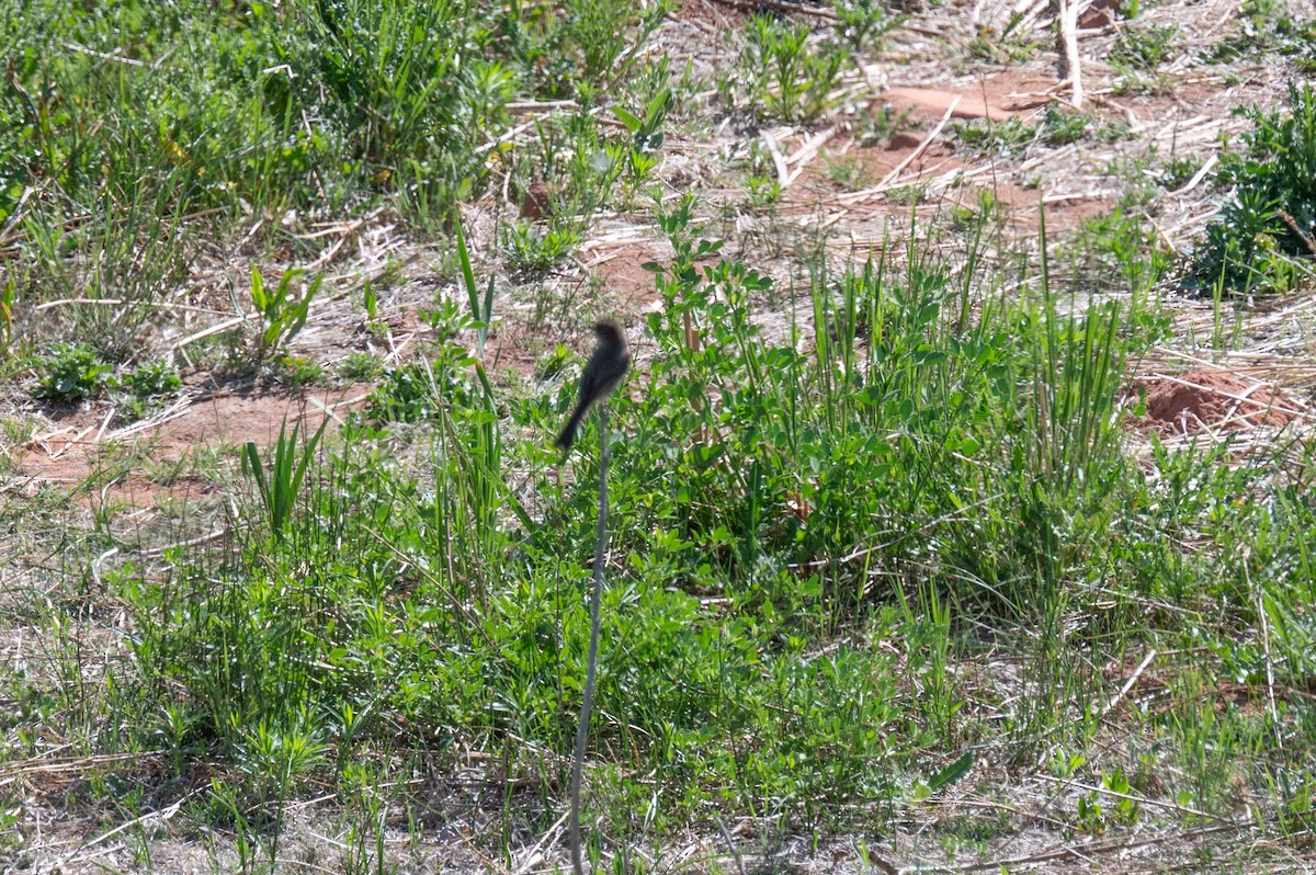 Eastern Phoebe - Isaac Boardman