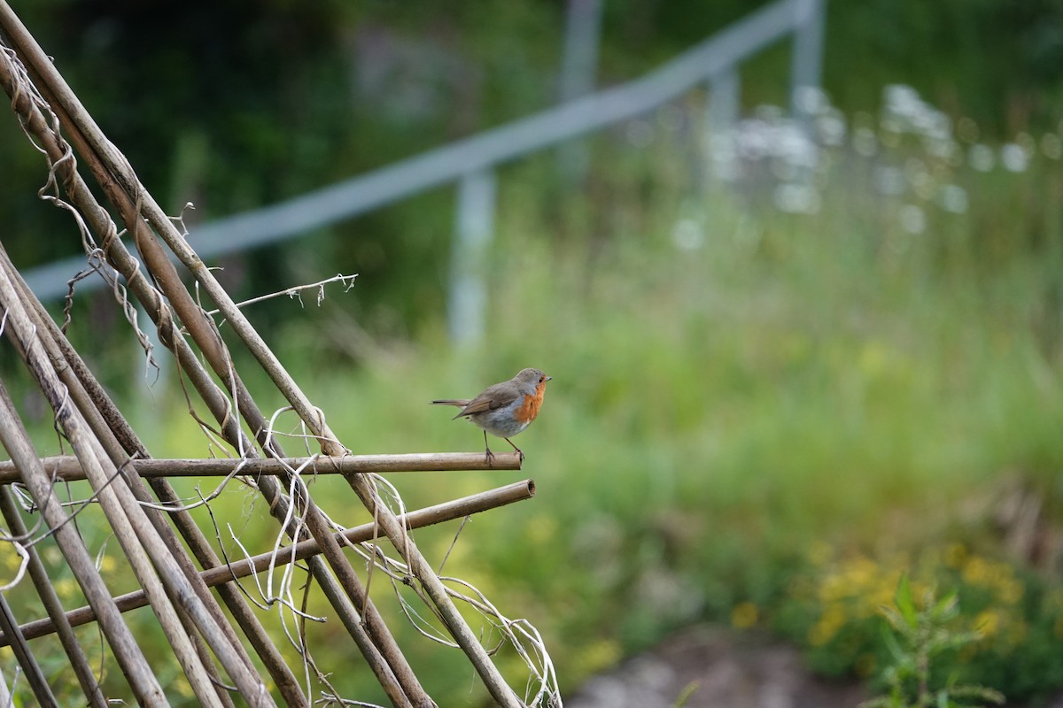 European Robin - ML620238002