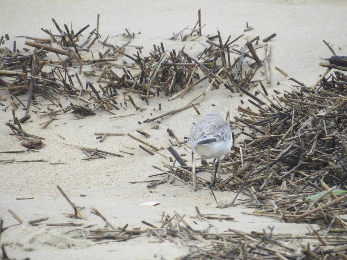 Bécasseau sanderling - ML620238003