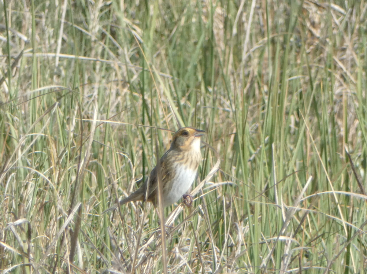 Nelson's Sparrow - ML620238005