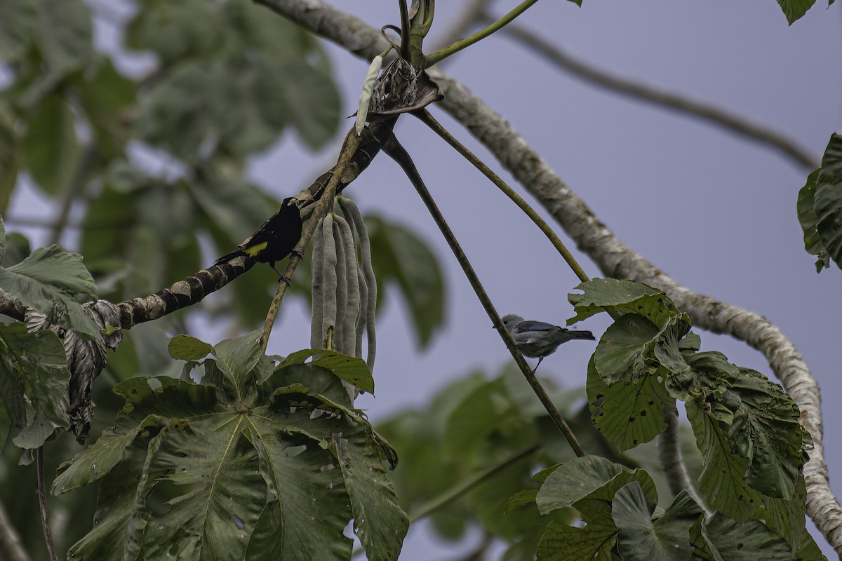 Flame-rumped Tanager (Lemon-rumped) - ML620238011