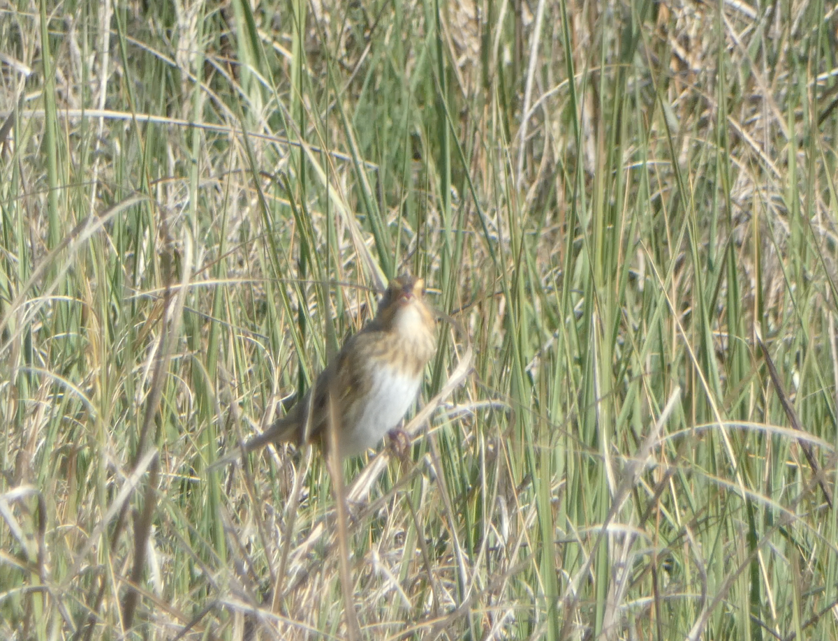 Nelson's Sparrow - ML620238012