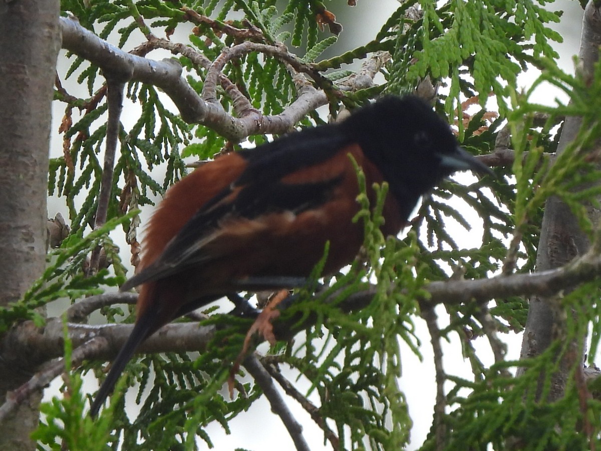 Orchard Oriole - ML620238014