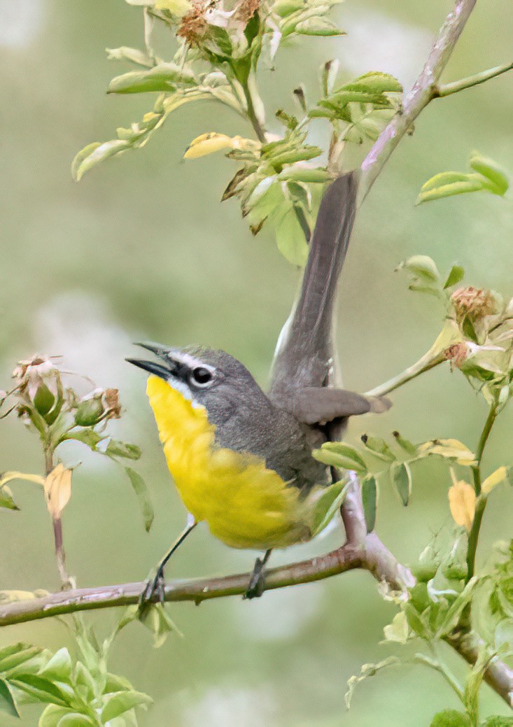 Yellow-breasted Chat - ML620238020