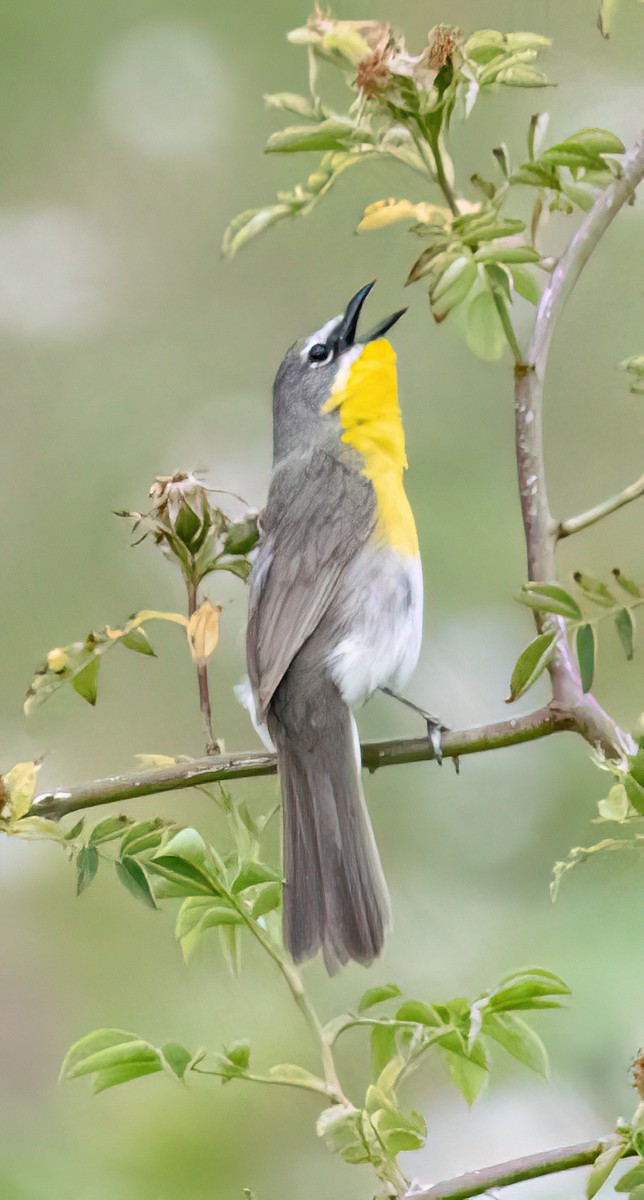 Yellow-breasted Chat - ML620238021