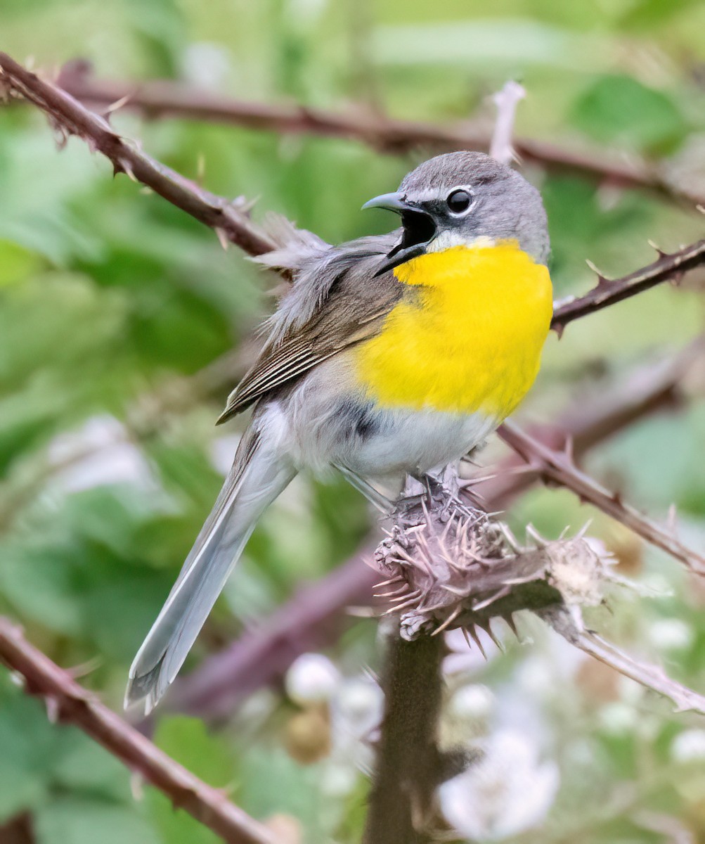 Yellow-breasted Chat - ML620238022