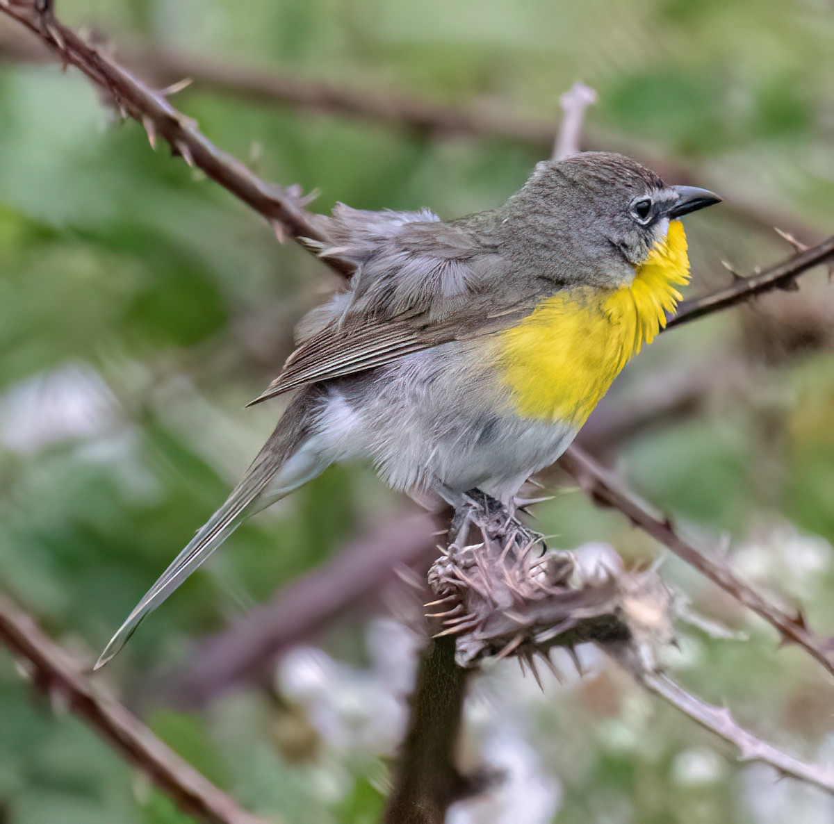 Yellow-breasted Chat - ML620238024