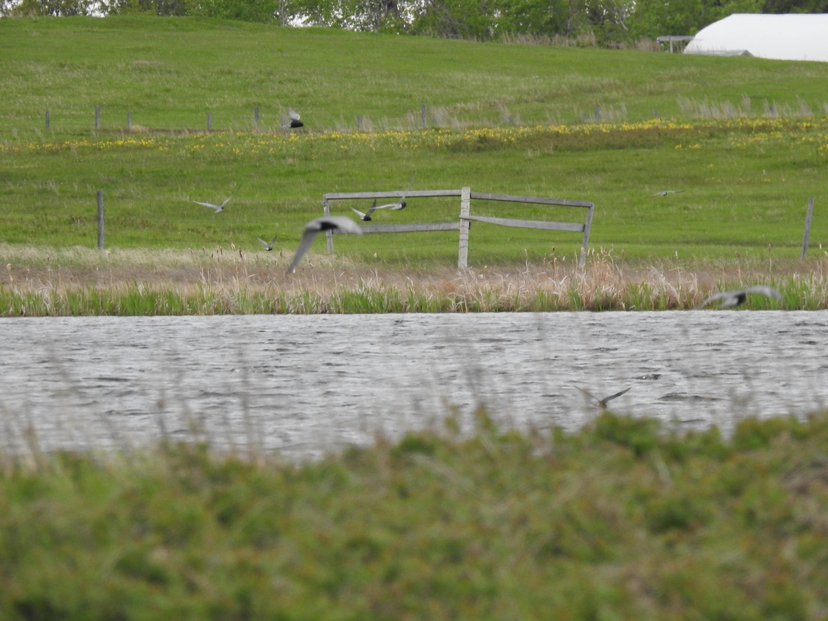 Black Tern - ML620238029