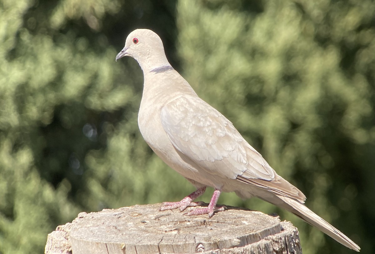 Eurasian Collared-Dove - ML620238038