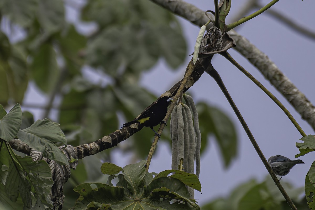 Alev Sokumlu Tangara (icteronotus) - ML620238040