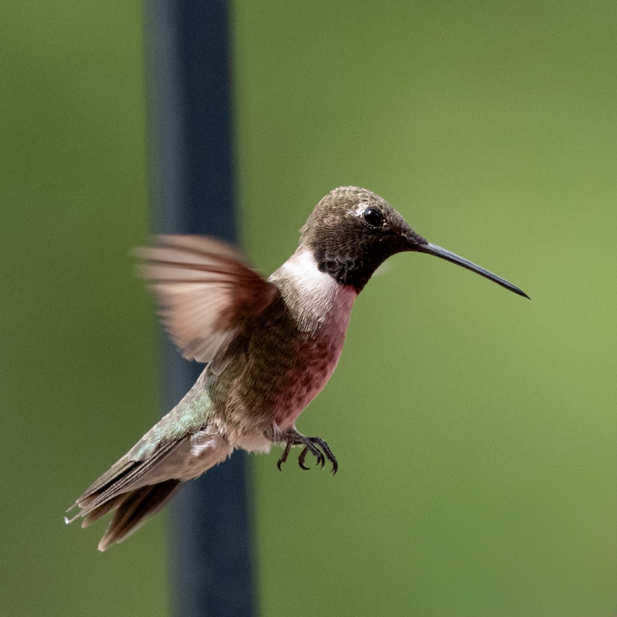 Black-chinned Hummingbird - Susan Nishio