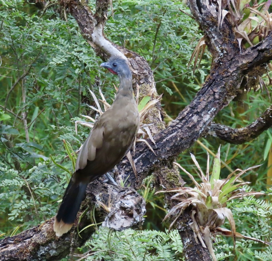 Plain Chachalaca - ML620238043