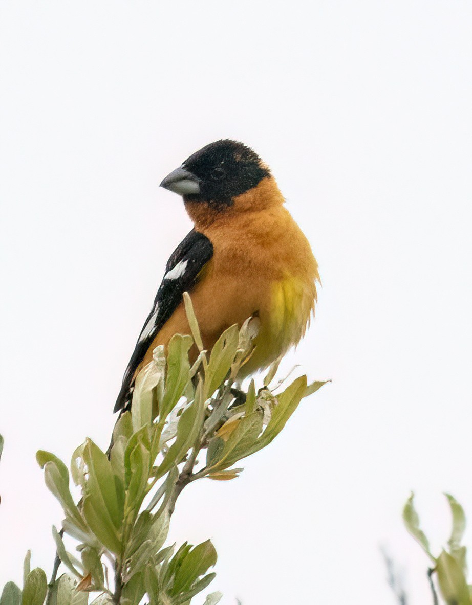 Black-headed Grosbeak - ML620238045