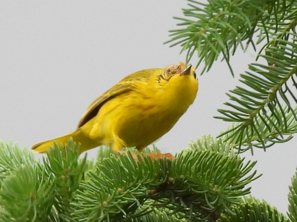 Yellow Warbler - ML620238046