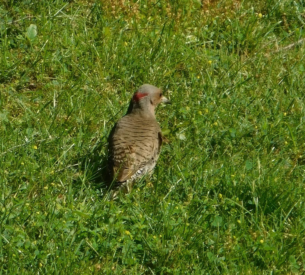 Northern Flicker (Yellow-shafted) - ML620238053