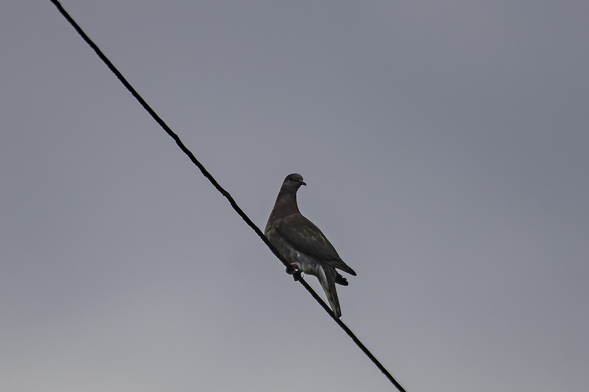 Pale-vented Pigeon - ML620238055