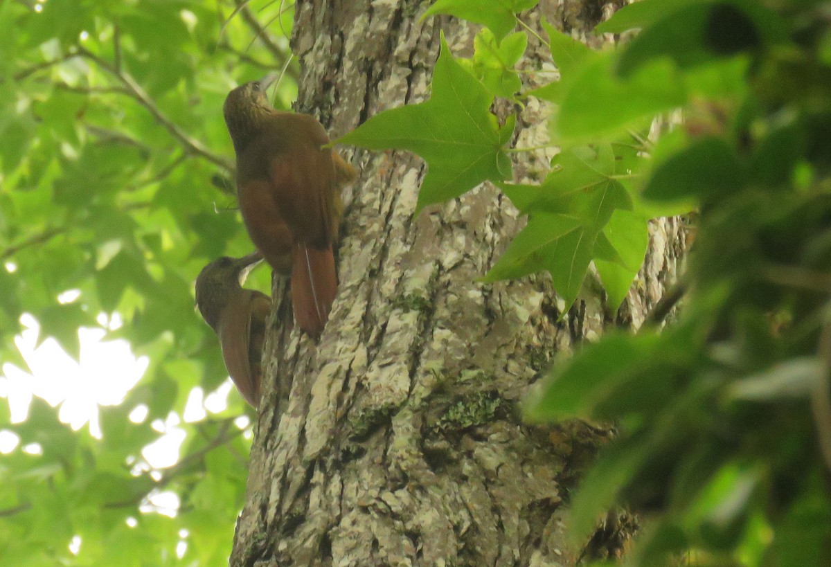 Strong-billed Woodcreeper - ML620238056