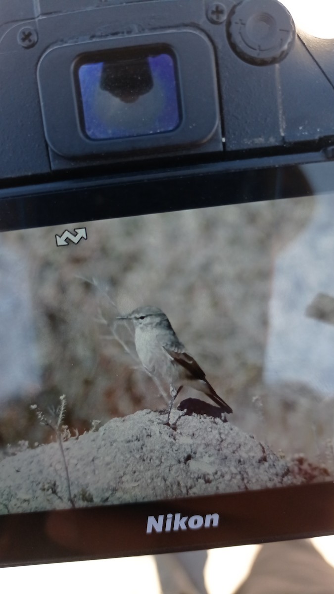 Spot-billed Ground-Tyrant - ML620238057