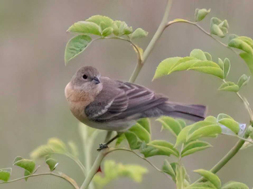 Lazuli Bunting - ML620238058