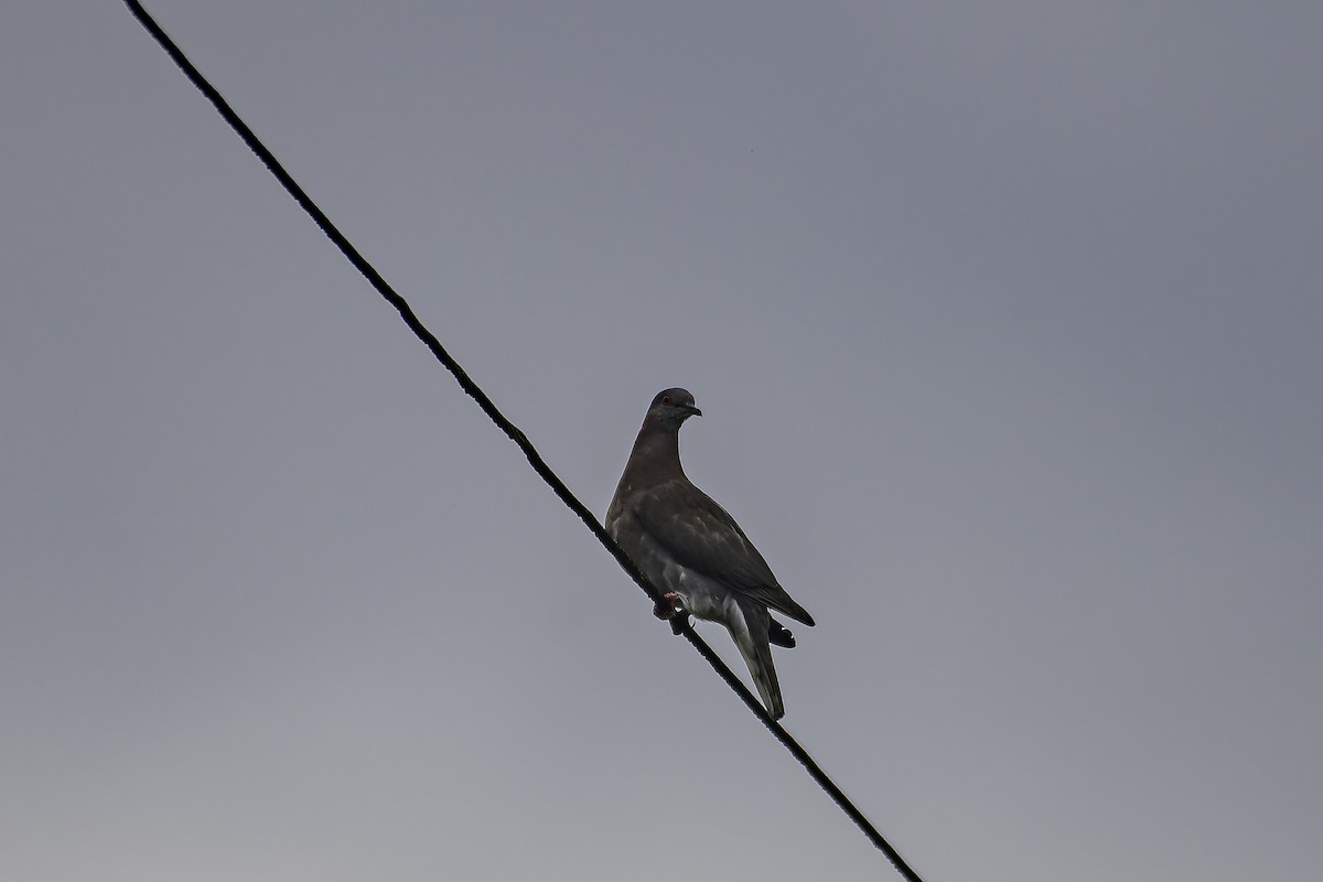 Pale-vented Pigeon - George Roussey