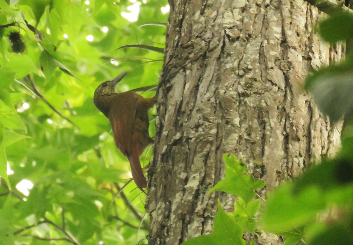 Strong-billed Woodcreeper - ML620238060