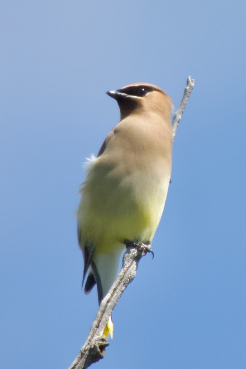 Cedar Waxwing - Hobart Collins