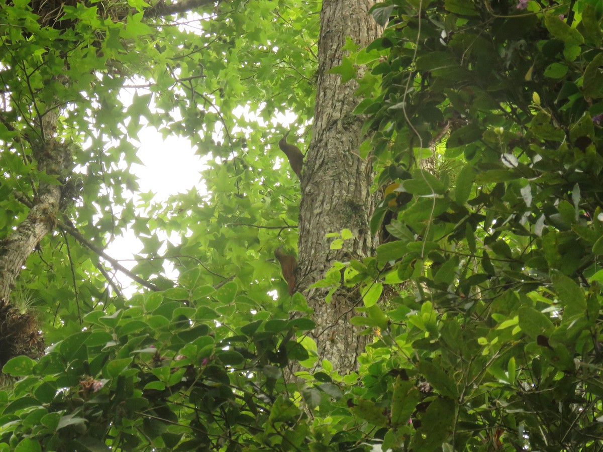 Strong-billed Woodcreeper - ML620238063