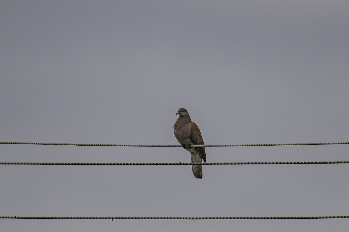 Pale-vented Pigeon - ML620238064