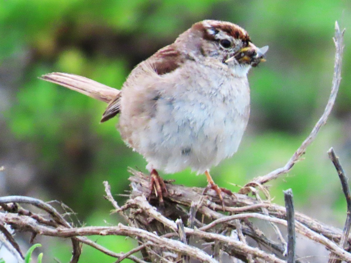 White-crowned Sparrow (nuttalli) - ML620238066