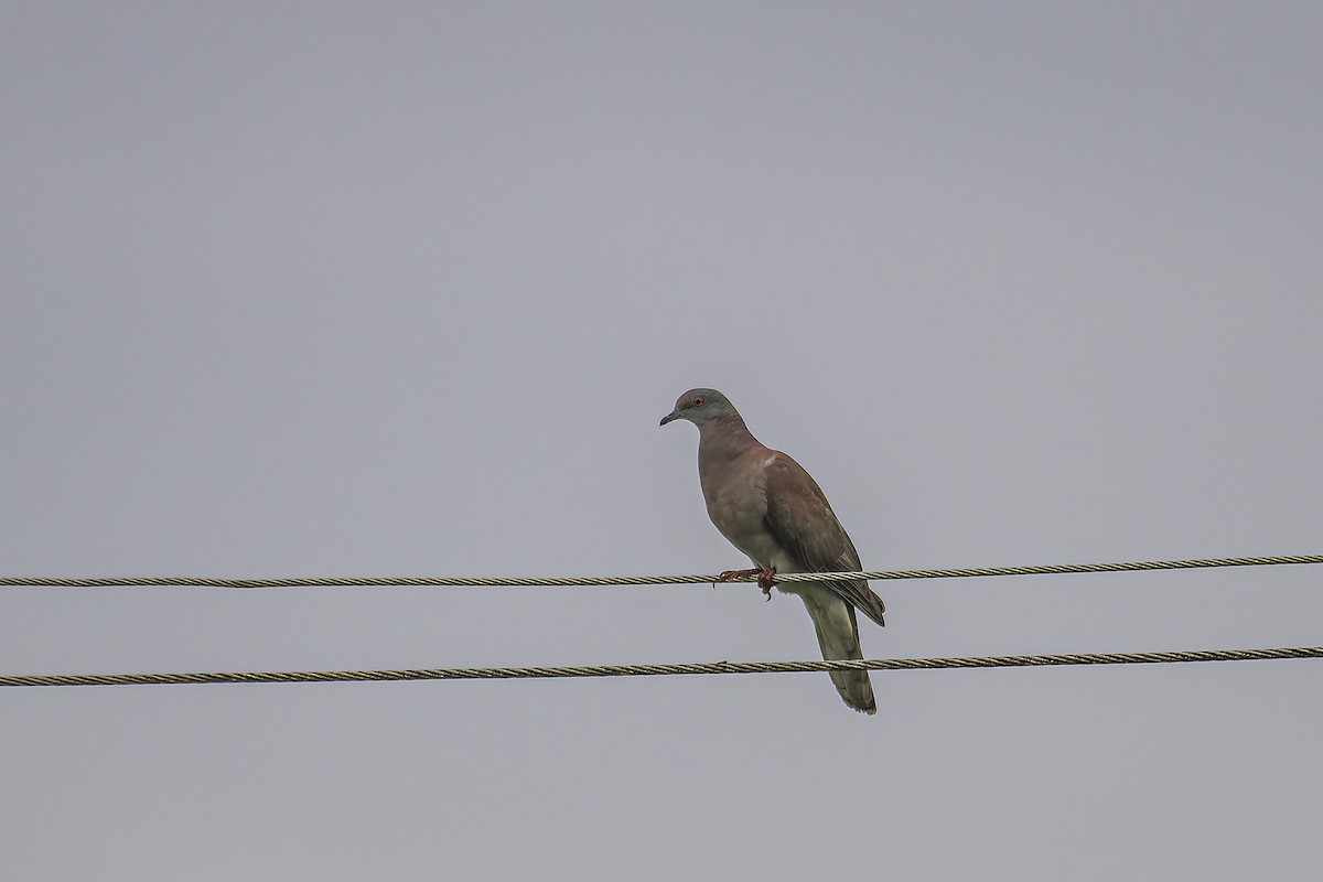 Pale-vented Pigeon - ML620238067