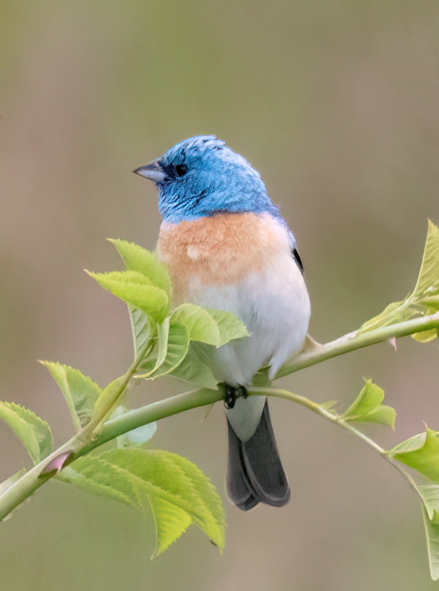 Lazuli Bunting - ML620238068