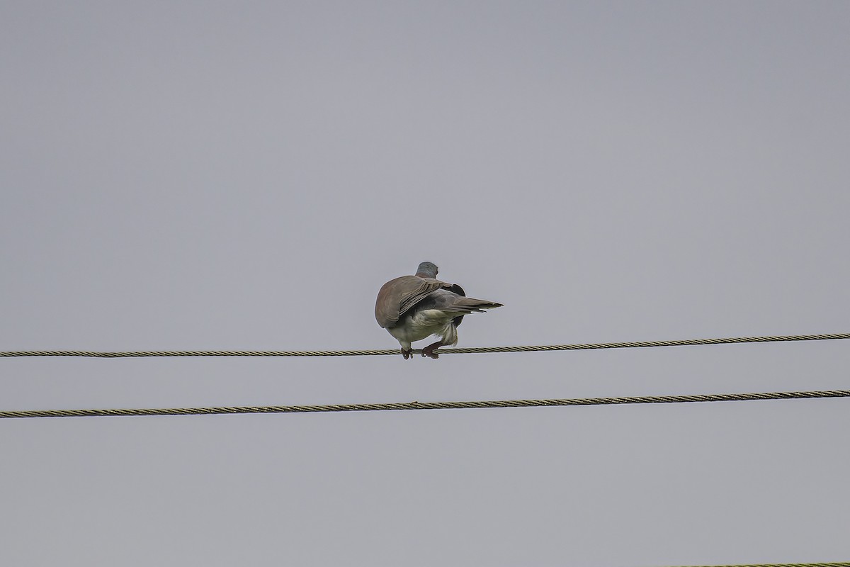 Pale-vented Pigeon - ML620238069