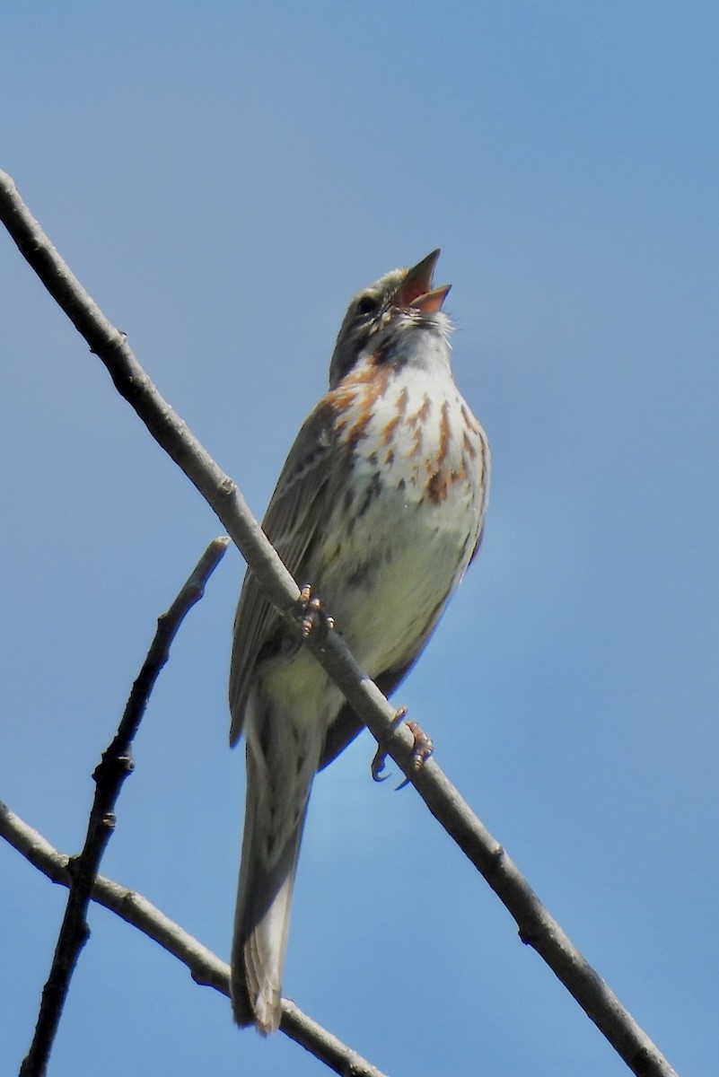 Song Sparrow - ML620238071