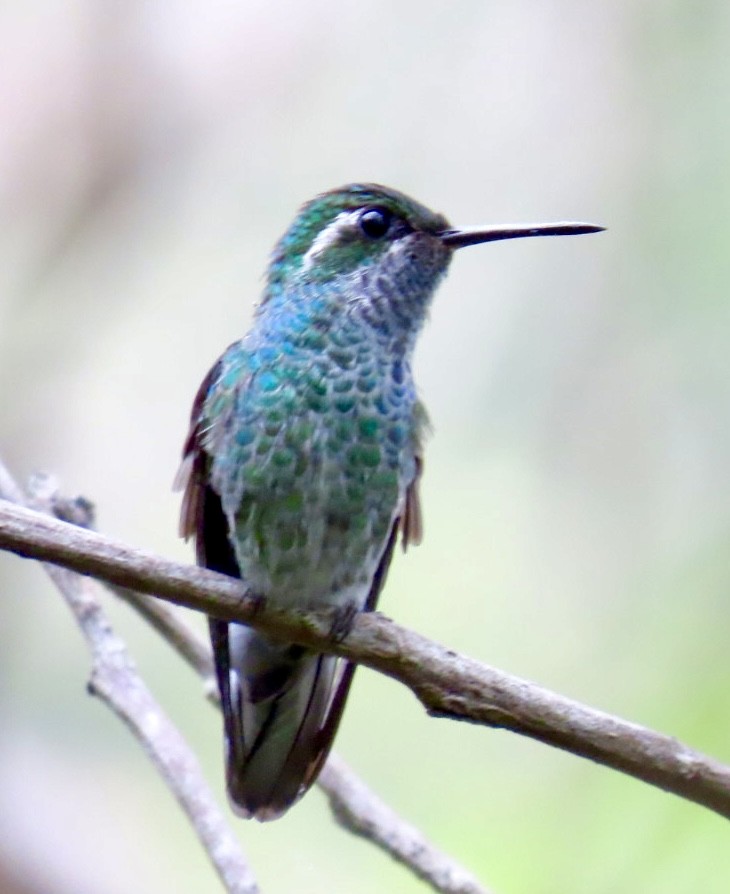 Colibrí Orejiblanco - ML620238075