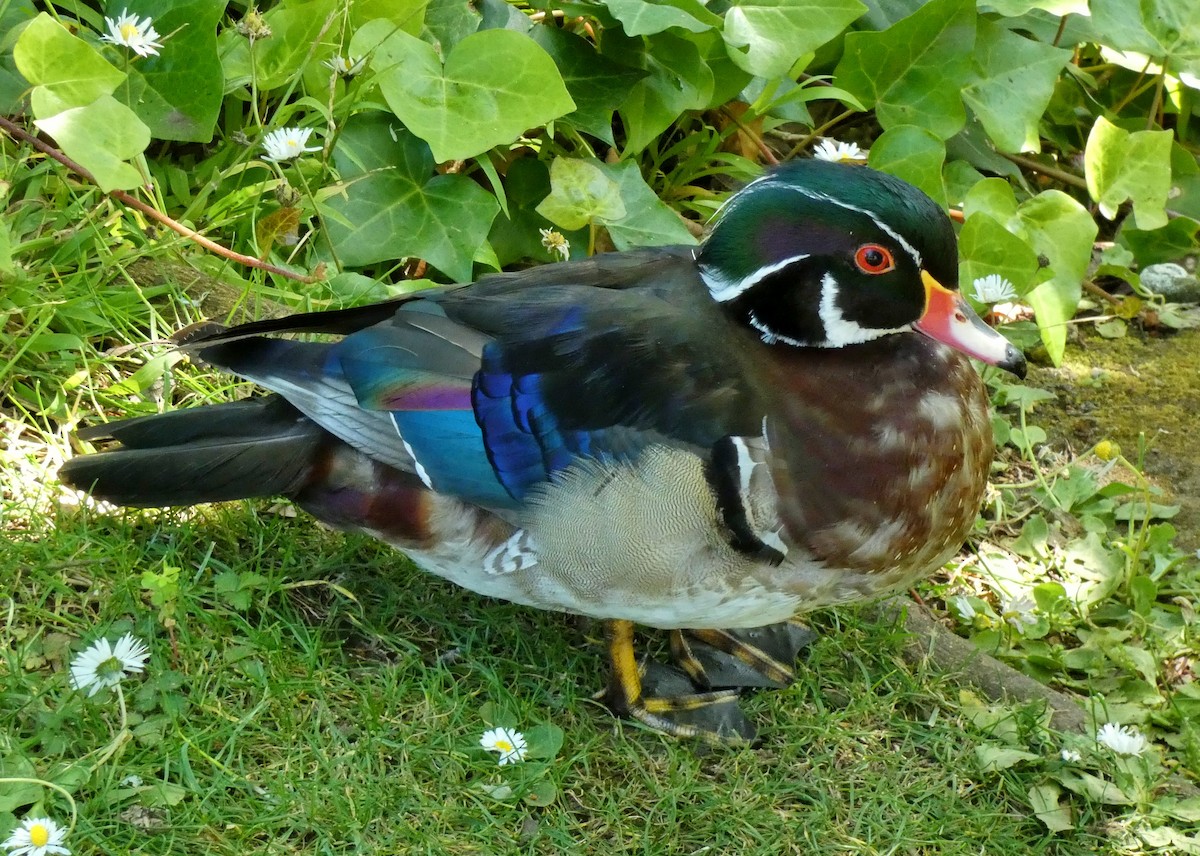 Wood Duck - ML620238084