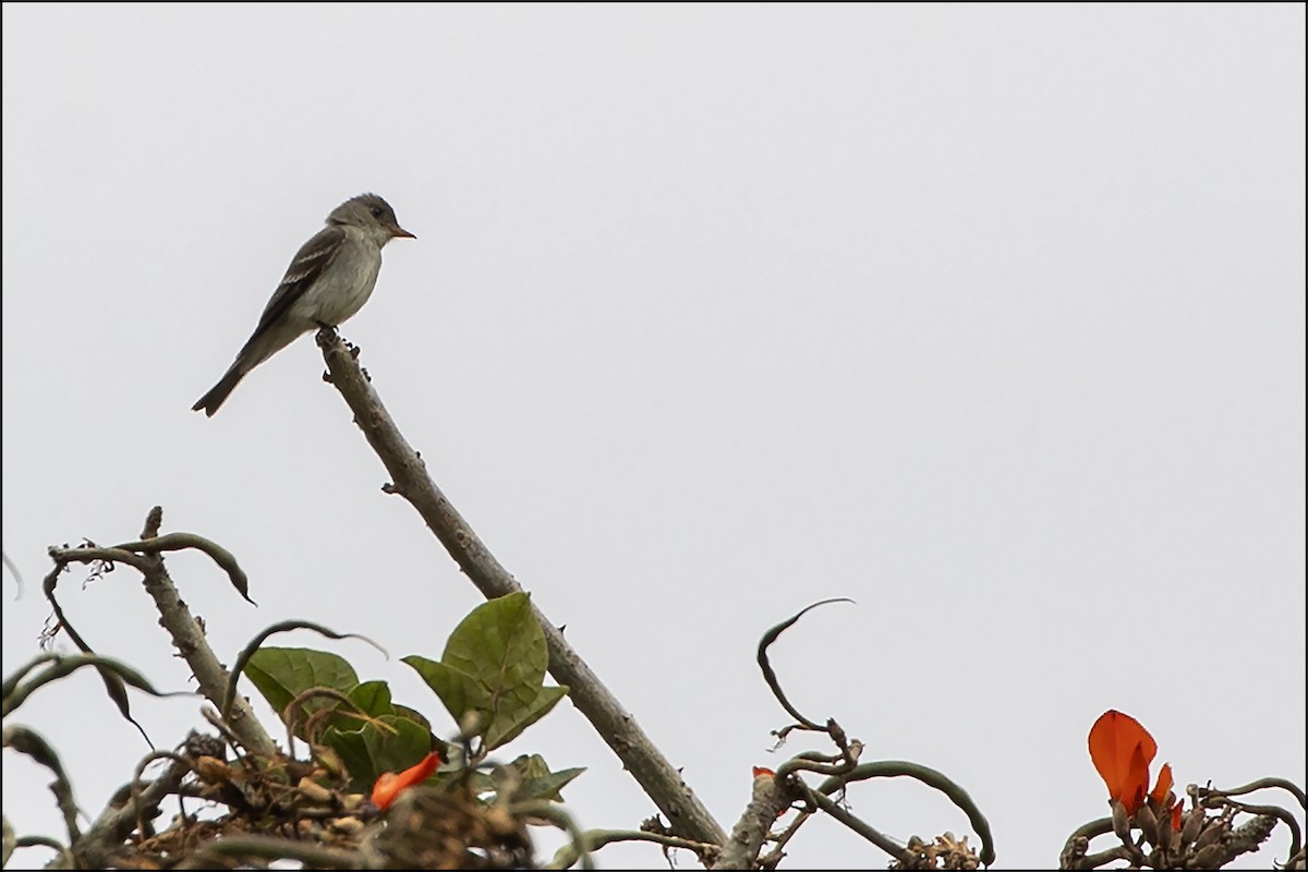 Eastern Wood-Pewee - ML620238088