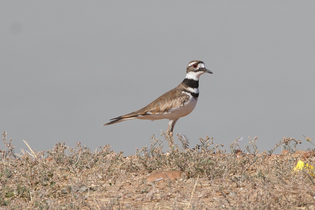 Killdeer - ML620238094