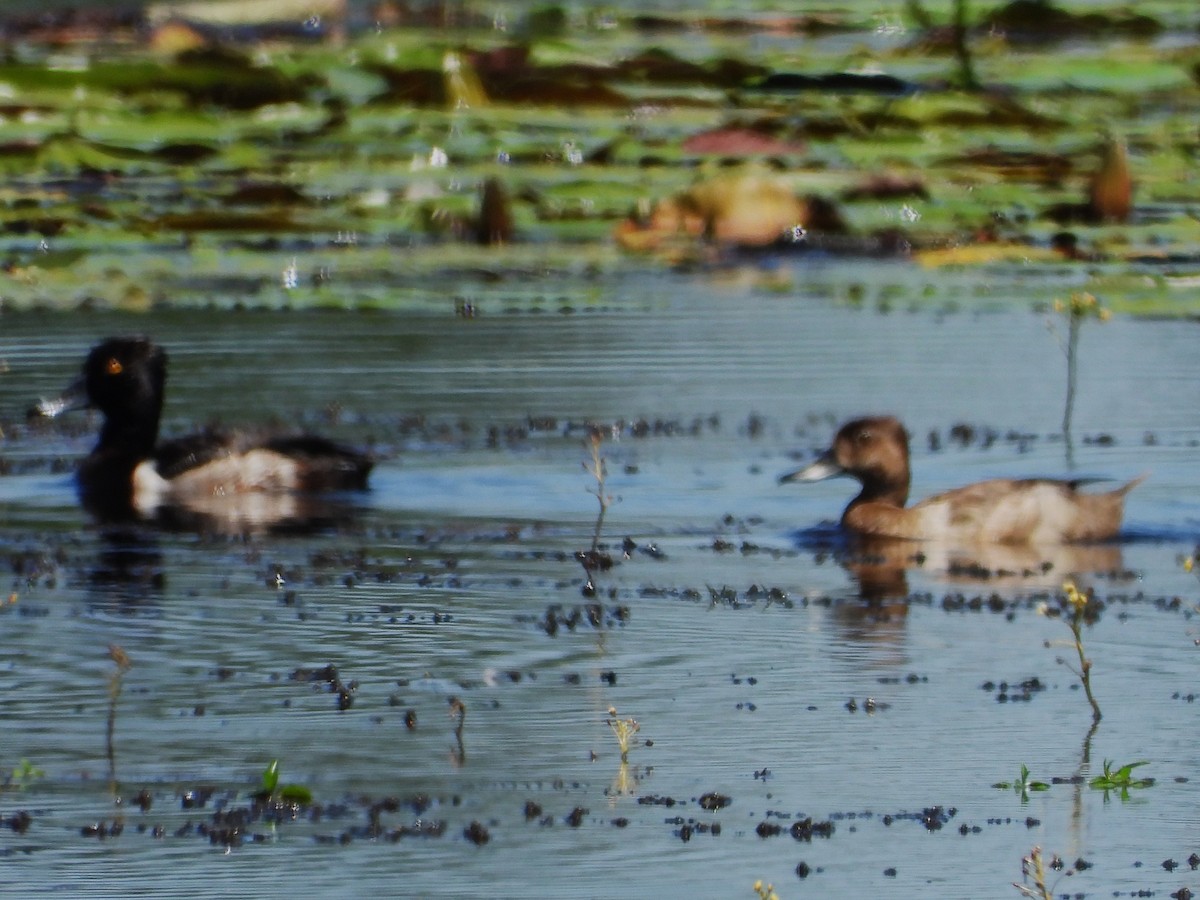 Ring-necked Duck - ML620238096